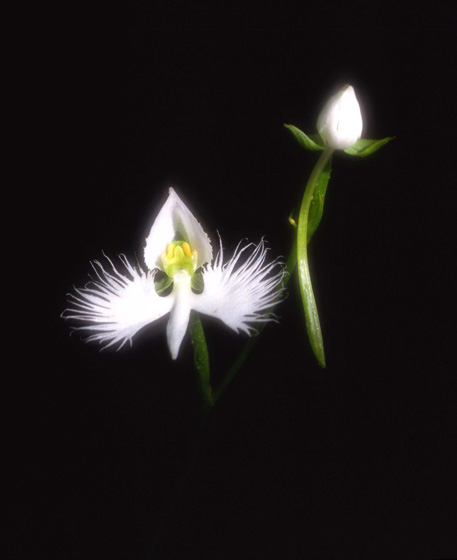 さぎそうが舞う#1