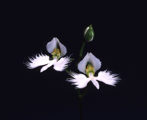 さぎそうが舞う#2